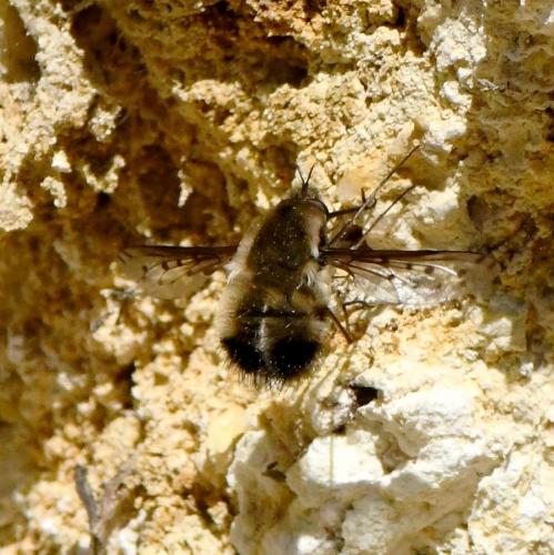 Bombylius discolor